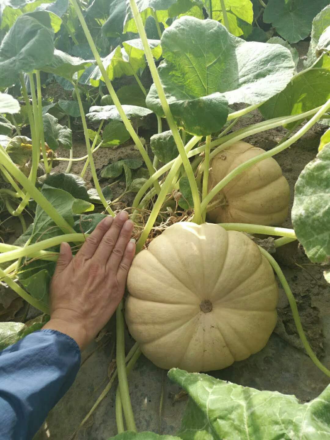WeChat Image_20180717104450.jpg