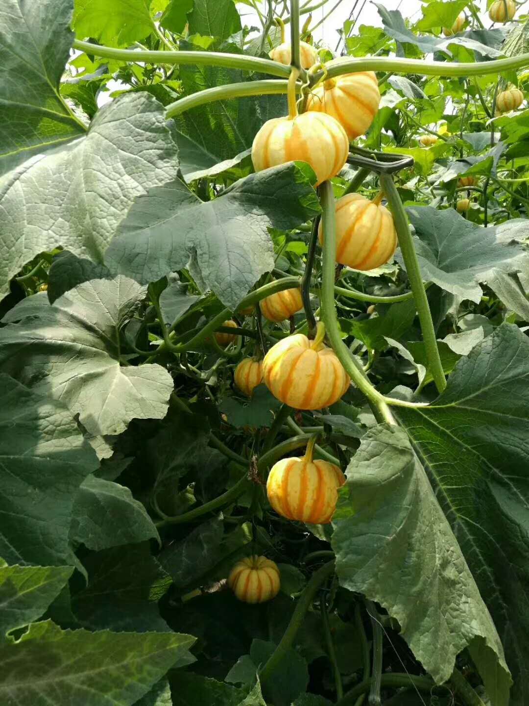 WeChat Image_20180717104435.jpg