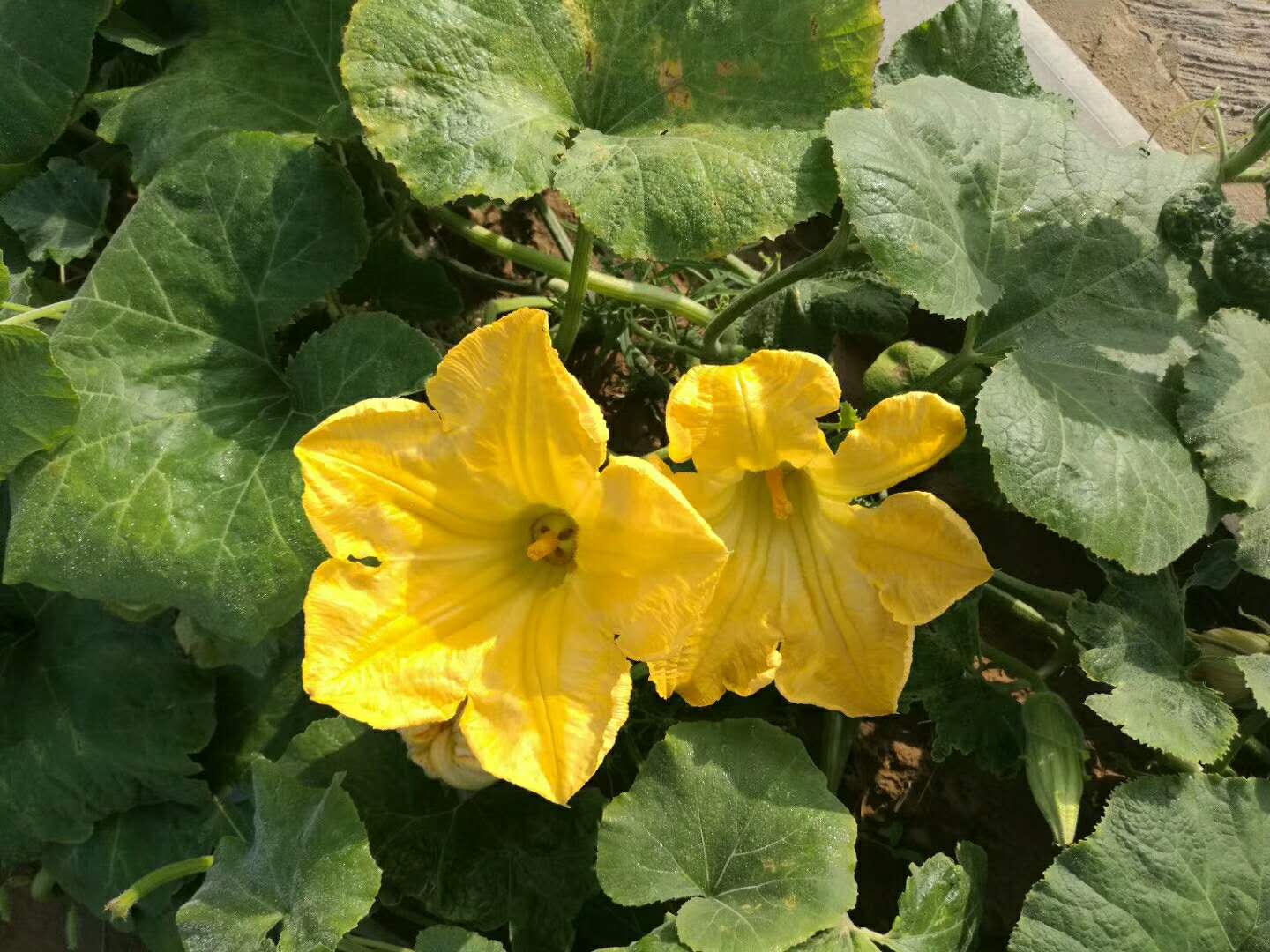 WeChat Image_20180717104528.jpg