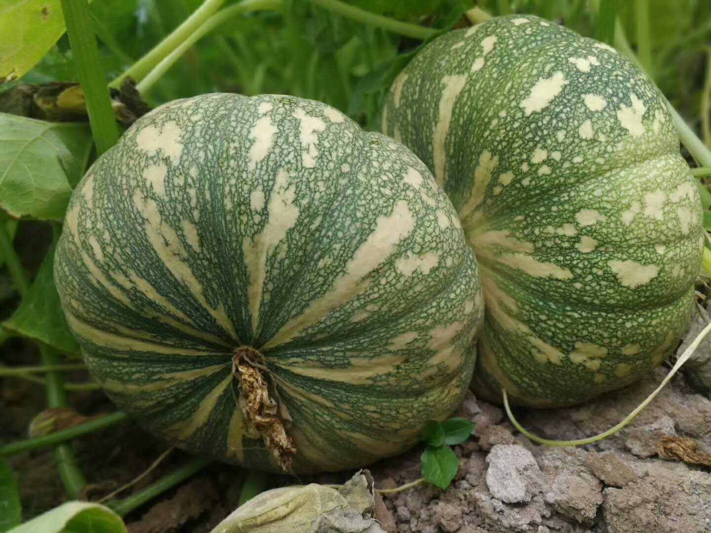 WeChat Image_20180717104506.jpg